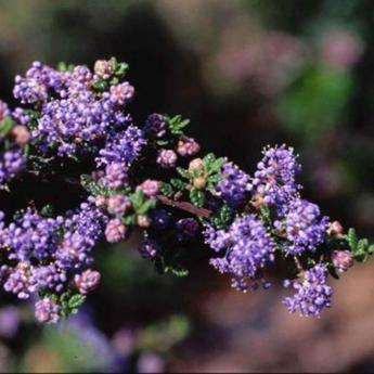 Ceanothus Impressus Pudget Blue
