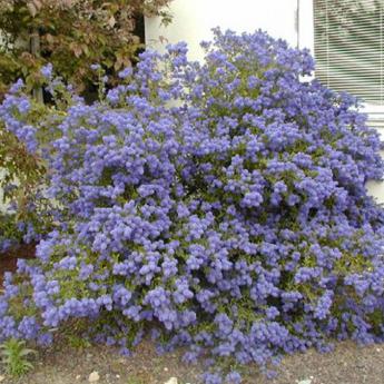 Ceanothus Concha