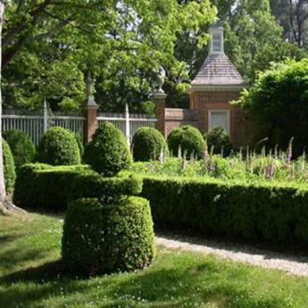 Buxus Sempervirens Buxus Sempervirens