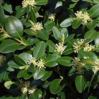 Buxus Sempervirens