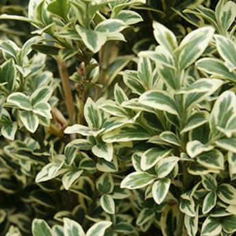 Buxus Sempervirens Elegans