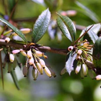 Berberis Julianae
