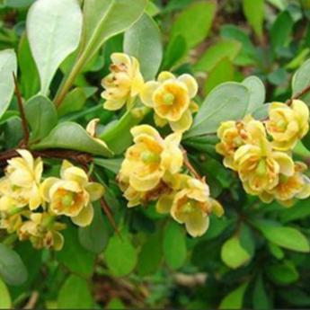 Berberis Julianae