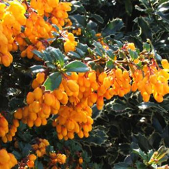 Berberis Darwinii