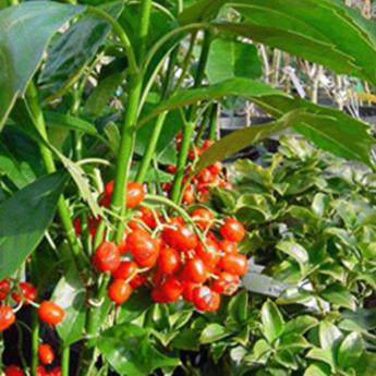 Aucuba Japonica Rozannie