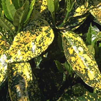 Aucuba Japonica Crotonifolia