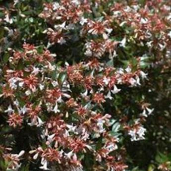 Abelia Grandiflora