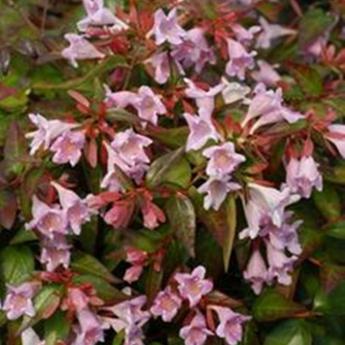 Abelia Edouard Goucher