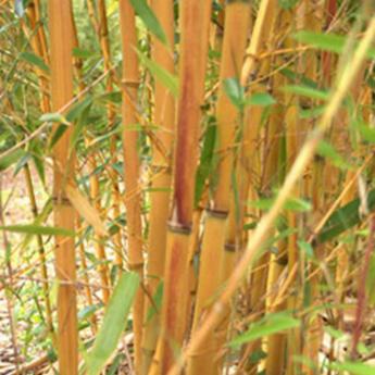 Phyllostachys Aureosculata Alata