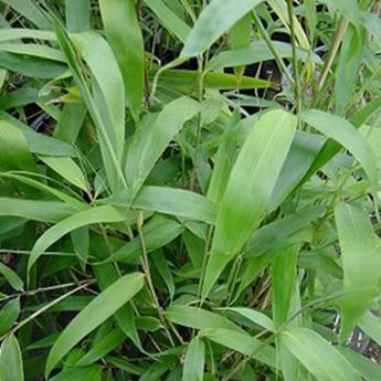 Pseudosasa Japonica