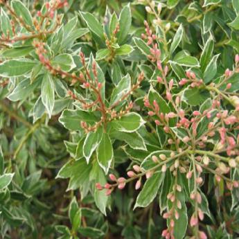 Little Heath Variegata