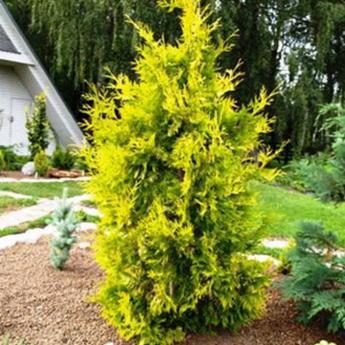 Thuja Occidentalis Yellow Ribbon