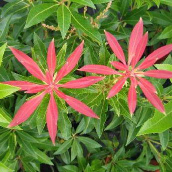 Forest Flame