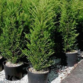 Taxus Baccata