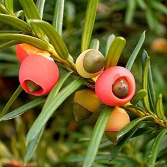 Taxus Baccata