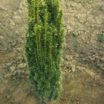 Taxus Baccata Fastigia Aurea