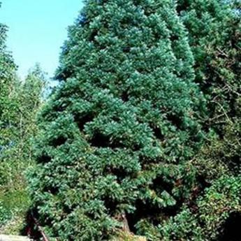 Sequoiadendron Giganteum