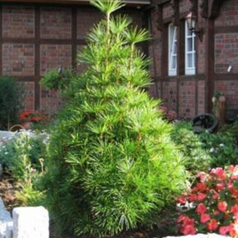 Sciadopitys Verticillata