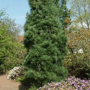 Pinus Wallichiana Densa Hill