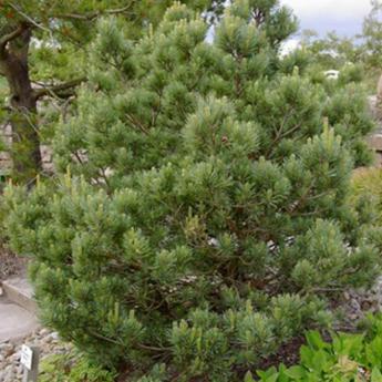 Pinus Sylvestris