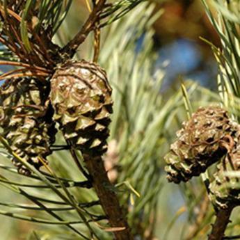 Pinus Sylvestris