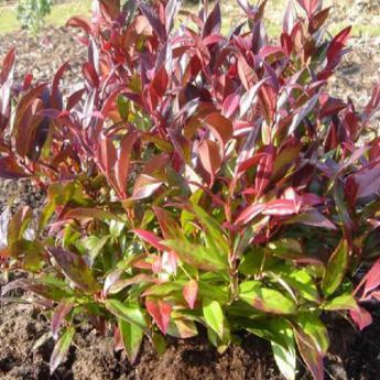 Leucothoe Scarletta Zeblid