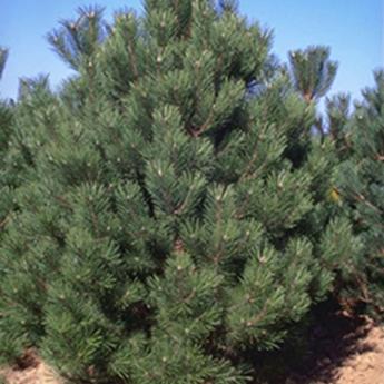 Pinus Nigra Austriaca