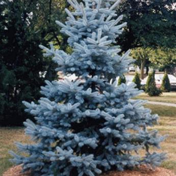 Picea Pungens Hoopsii