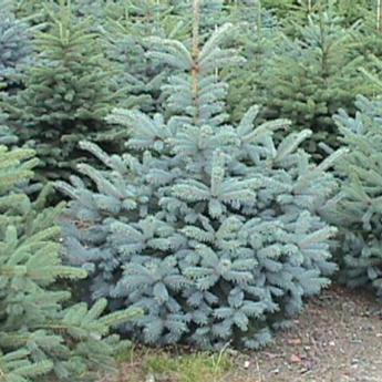 Picea Pungens Glauca