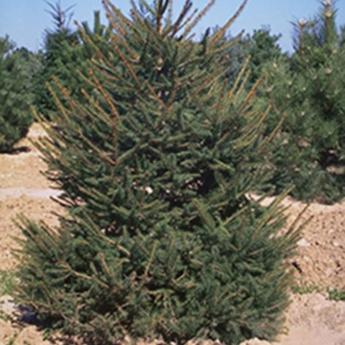 Picea Abies