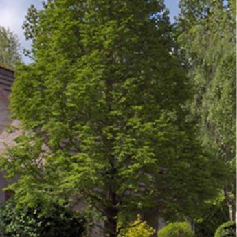 Metasequoia Glyptostroboides