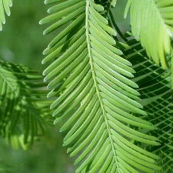 Metasequoia Glyptostroboides