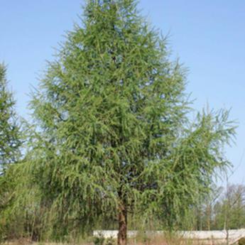 Larix Decidua Larix Decidua