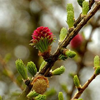 Larix Decidua Larix Decidua