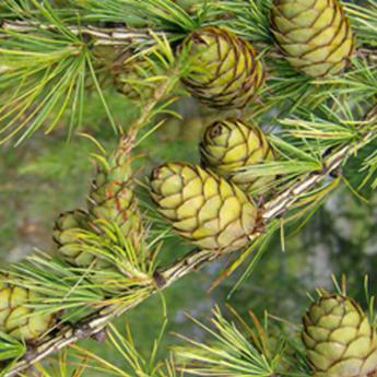 Larix Decidua