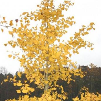 Ginko Biloba Princeton Sentry