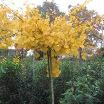 Ginkgo Biloba Pendula