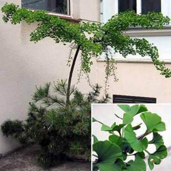Ginkgo Biloba Pendula