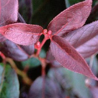 Leucothoe Lovita