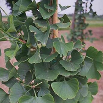 Ginko Biloba Fastigiata Blagon
