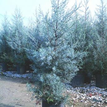 Cupressus Arizonica Fastigiata