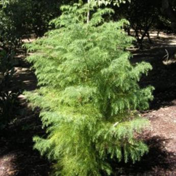 Cryptomeria Japonica Elegans