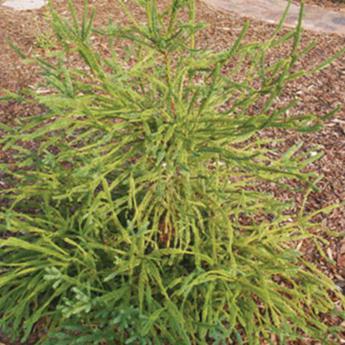 Cryptomeria Japonica Araucarioides