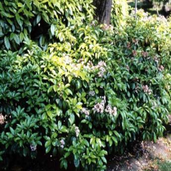 Kalmia Latifolia