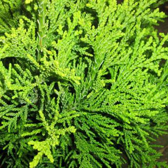 Chamaecyparis Lawsoniana Llona