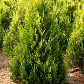 Chamaecyparis Lawsoniana Ivonne