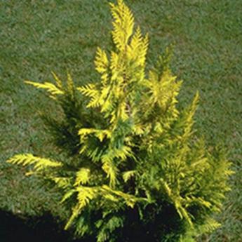 Chamaecyparis Lawsoniana Golden Wonder