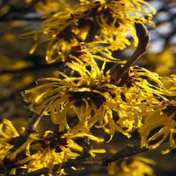 Hamamelis Intermedia Pallida