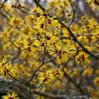 Hamamelis Mollis