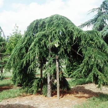 Cedrus Deodara Pendula